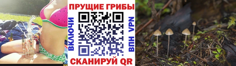 нарко площадка официальный сайт  Данков  Псилоцибиновые грибы прущие грибы  продажа наркотиков 